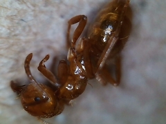 Lasius arizonicus