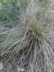 Aristida stricta