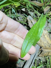 Plantago debilis