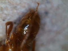 Lasius arizonicus