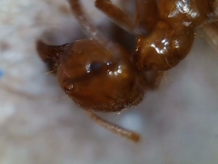Lasius arizonicus