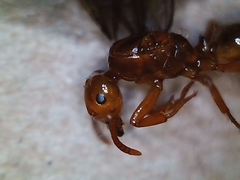 Lasius arizonicus
