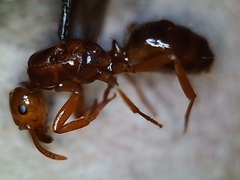 Lasius arizonicus