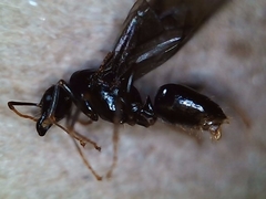 Lasius arizonicus