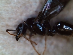 Lasius arizonicus