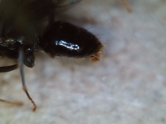 Lasius arizonicus
