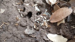 Camponotus pudorosus