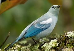 Thraupis episcopus leucoptera