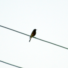 Phoenicurus ochruros