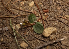 Claytonia obovata