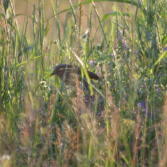 Acrocephalus schoenobaenus