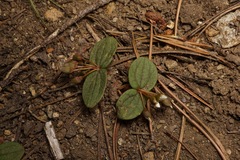 Claytonia obovata