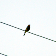 Phoenicurus ochruros