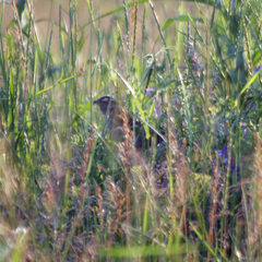 Acrocephalus schoenobaenus