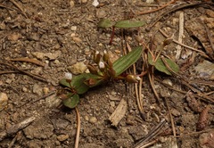 Claytonia obovata