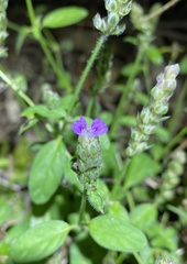 Rostellularia obtusa