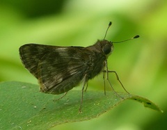 Cobalopsis cocalus