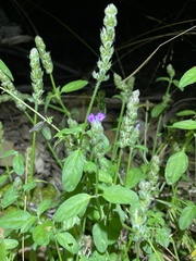 Rostellularia obtusa