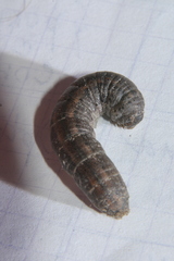 Agrotis segetum