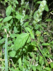 Rostellularia obtusa