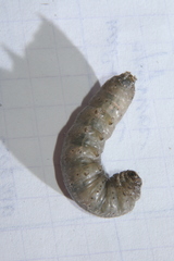 Agrotis segetum