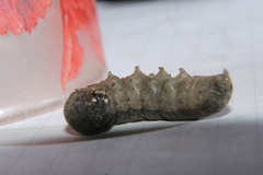 Agrotis segetum