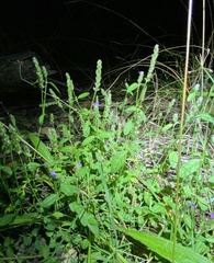 Rostellularia obtusa