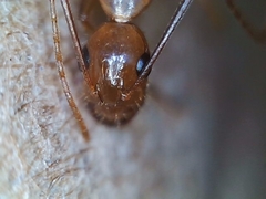 Camponotus pudorosus