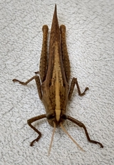 Schistocerca camerata