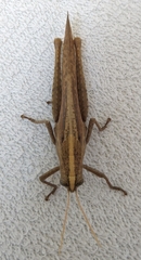 Schistocerca camerata