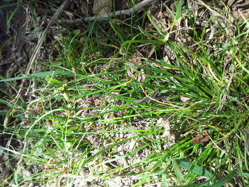 Cyperus gracilis