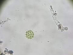 Hydrodictyaceae