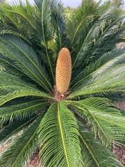 Cycadaceae
