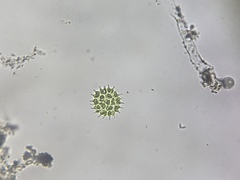 Hydrodictyaceae