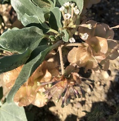 Tripterocalyx micranthus