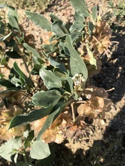 Tripterocalyx micranthus