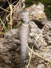 Zempoala Bar-Bellied Lizard photo 4