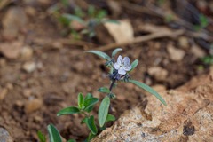 Phacelia pringlei