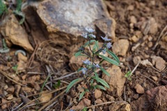 Phacelia pringlei