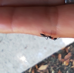 Pseudomyrmex gracilis