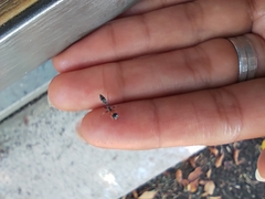 Pseudomyrmex gracilis