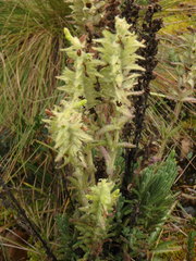 Neobartsia