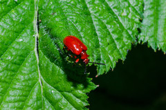 Lilioceris merdigera