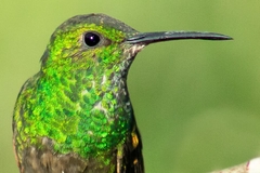 Saucerottia viridigaster