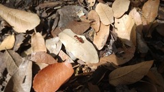 Camponotus schaefferi