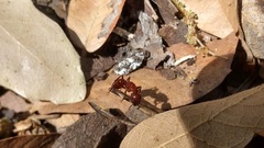Camponotus schaefferi