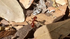Camponotus schaefferi