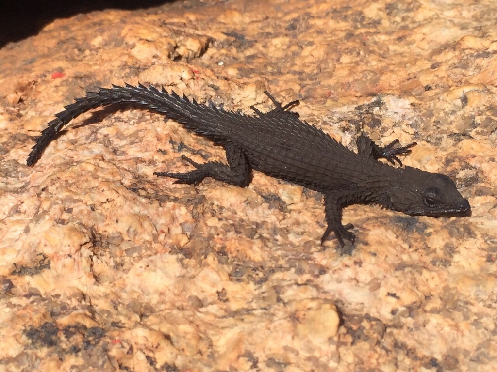 Girdle-tail Lizards (Family Cordylidae) · iNaturalist