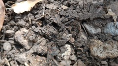 Liometopum apiculatum