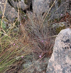 Dianthus laricifolius